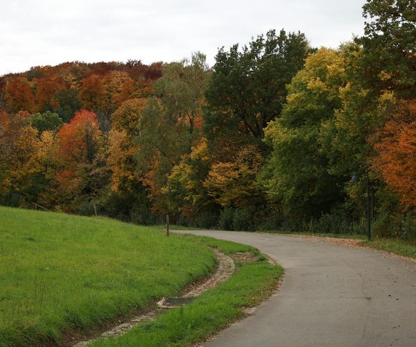 A path winding through a green forest, symbolizing a journey.